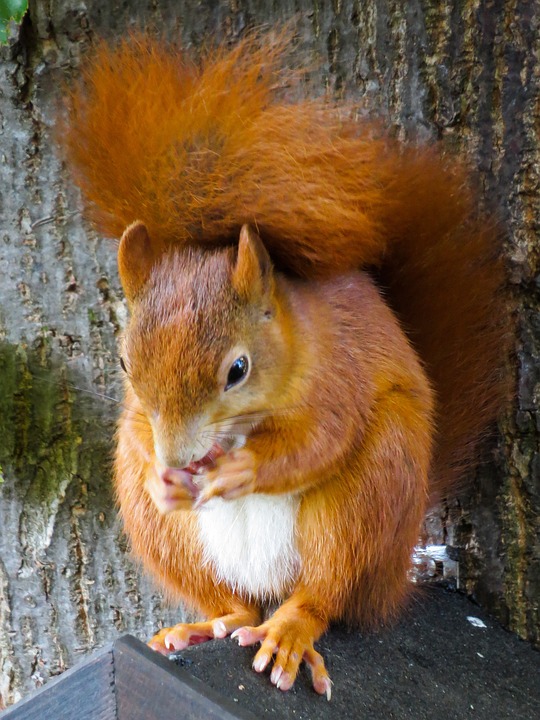 Squirrel Removal and Control Services  in Depew, NY