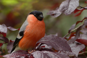 Williamsville, NY Bird Removal