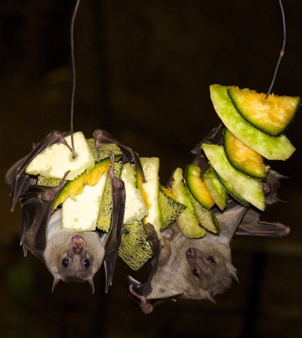Bat Control and Removal