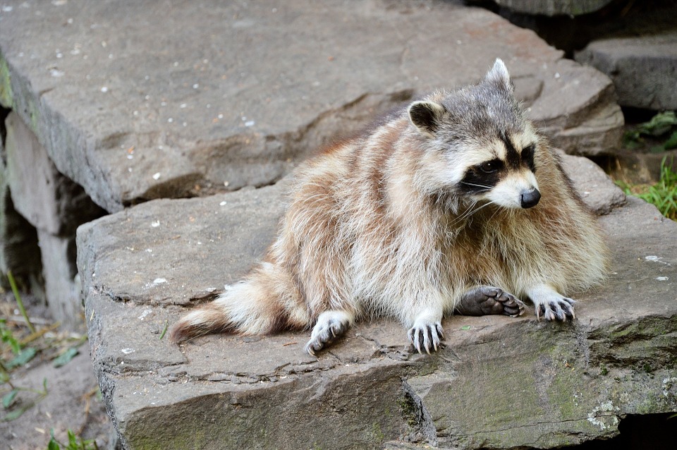 Commercial Raccoon Control