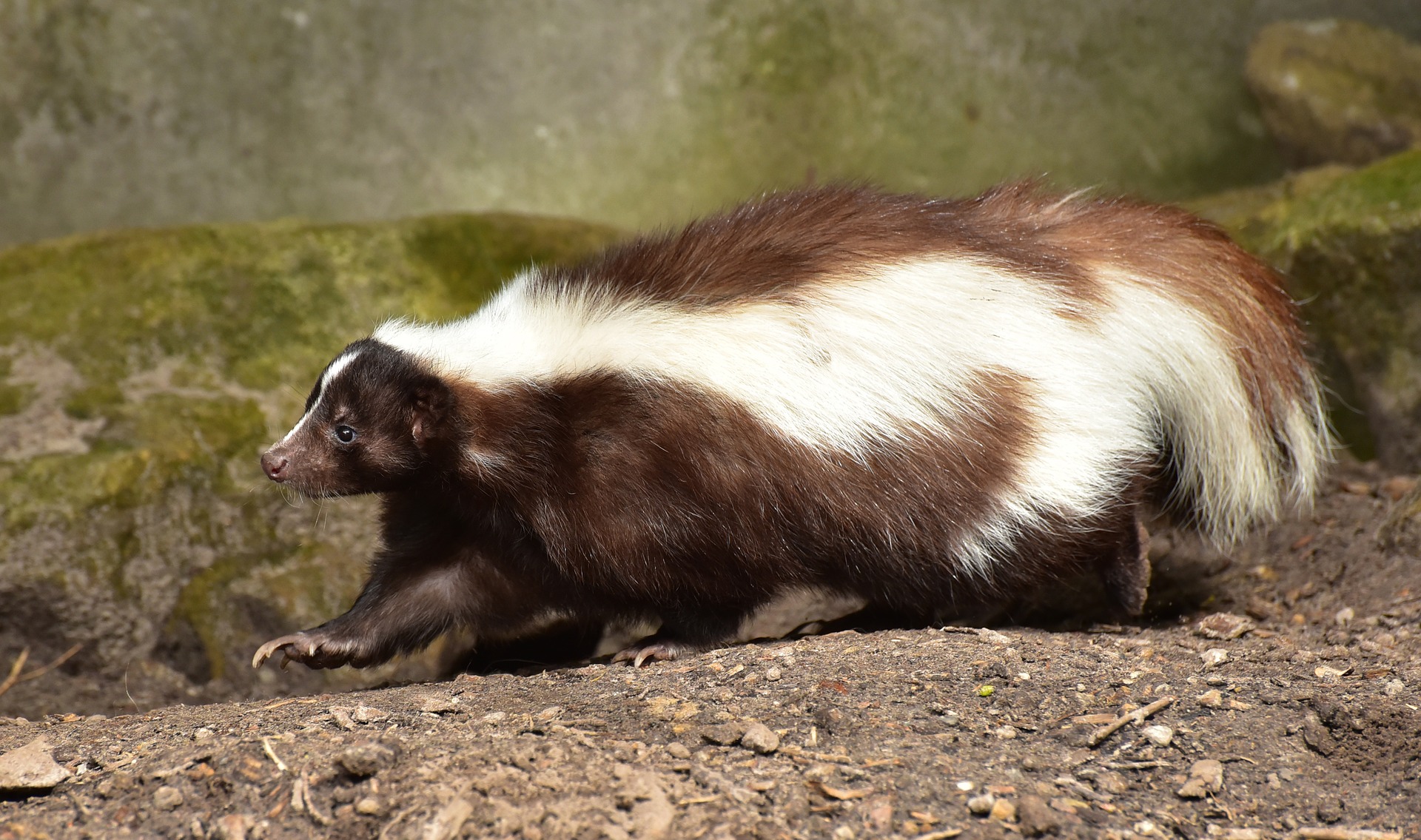 Skunk Control and Removal in Hamburg, NY