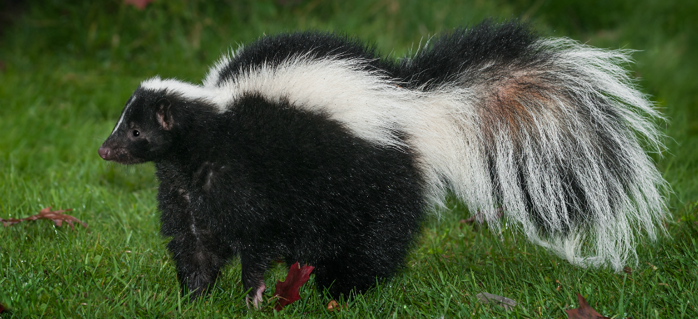 Buffalo, NY Skunk Removal by Witzend Wildlife Services