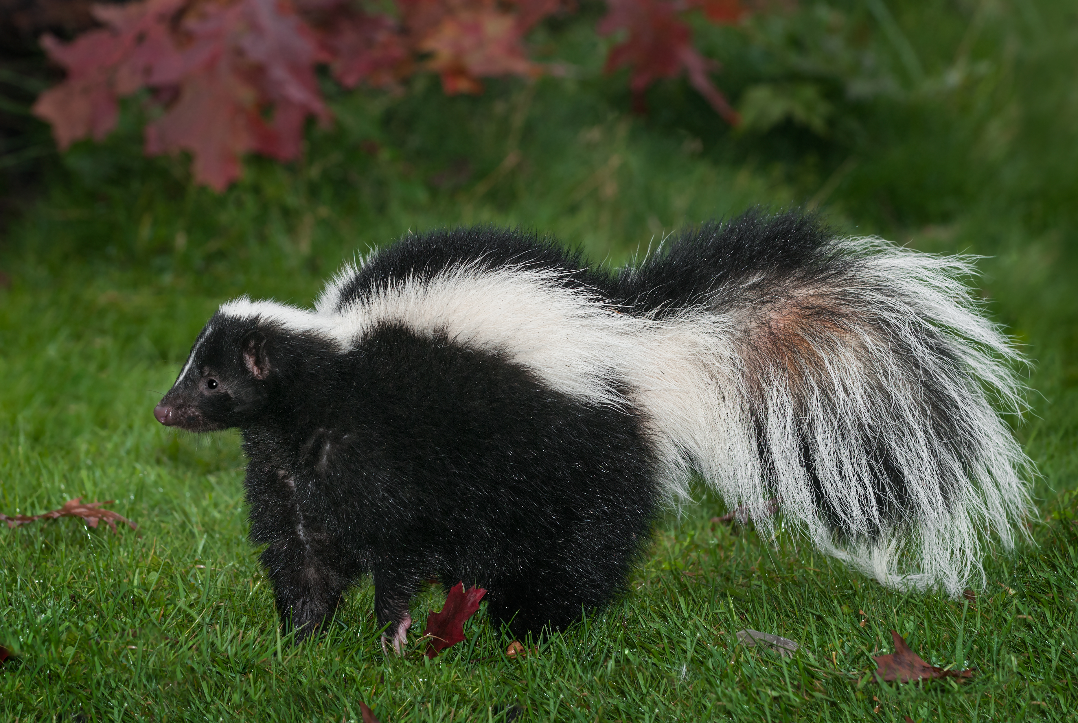West Seneca, NY Skunk Control and Removal Services