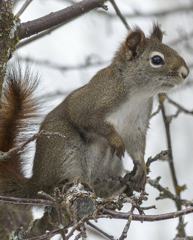 Squirrel Control Services for East Amherst, NY