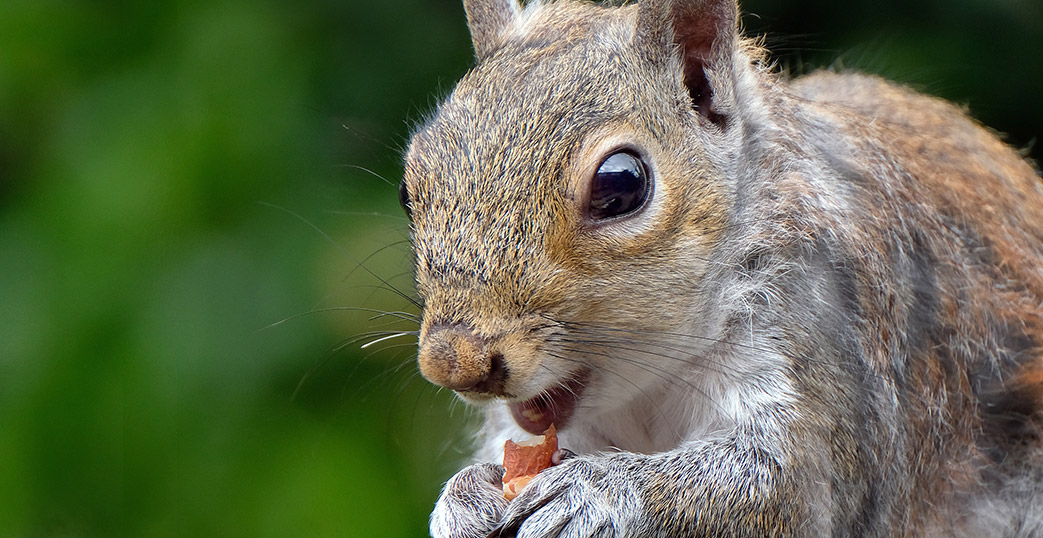 Squirrel Control Services