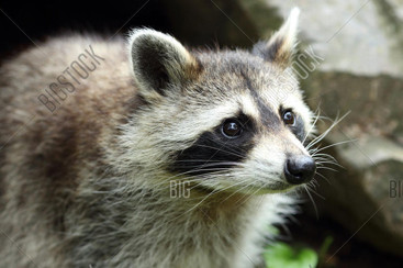 Buffalo, NY Raccoon and Animal Control
